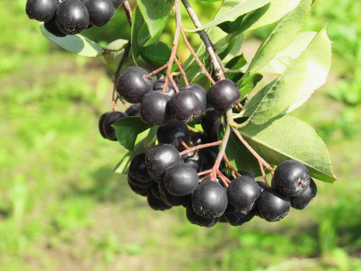 Фото Черноокая в Омске Matilda Flowers