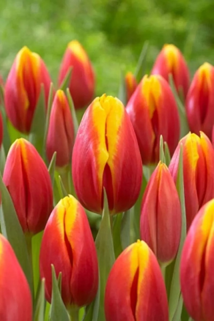 Фото Хенни Ван дер Мост в Омске Matilda Flowers