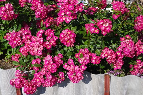 Фото Саженец почвопокровной розы Робин Гуд в Омске Matilda Flowers
