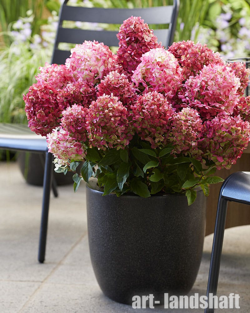 Фото Литл Рози в Омске Matilda Flowers