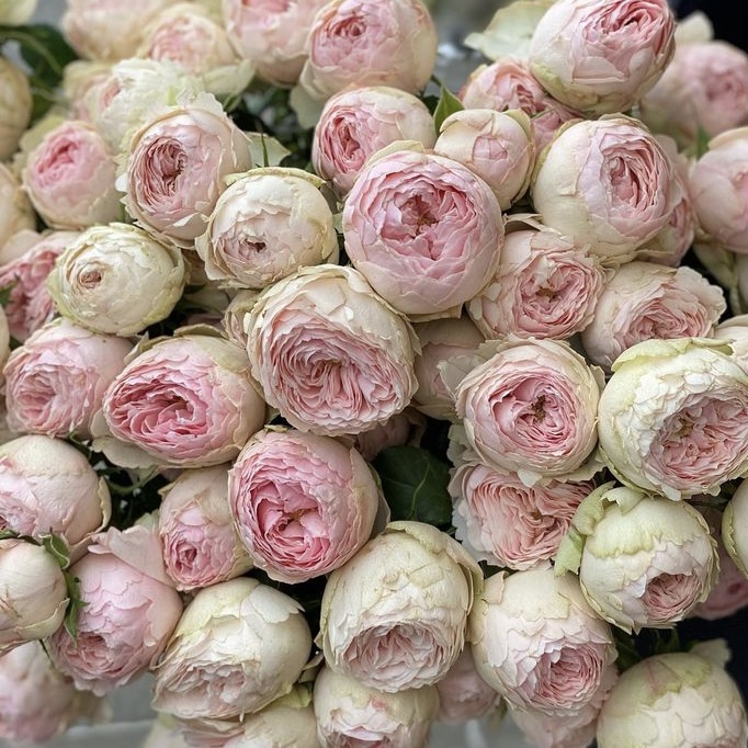 Фото Мэнсфилд Парк в Омске Matilda Flowers