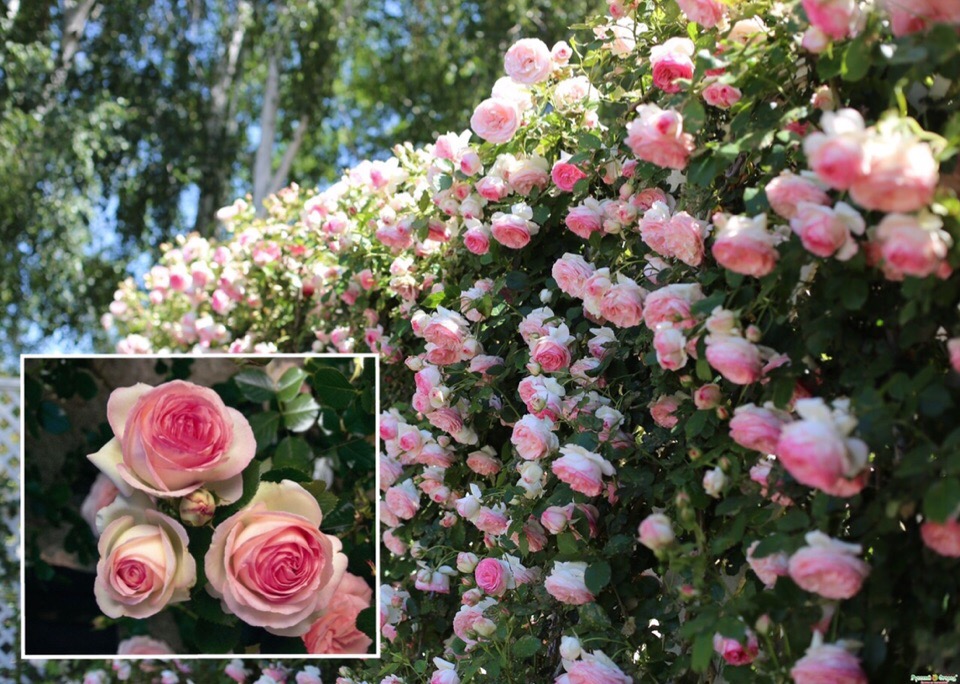 Фото Саженец плетистой розы Пьер де Ронсар в Омске Matilda Flowers