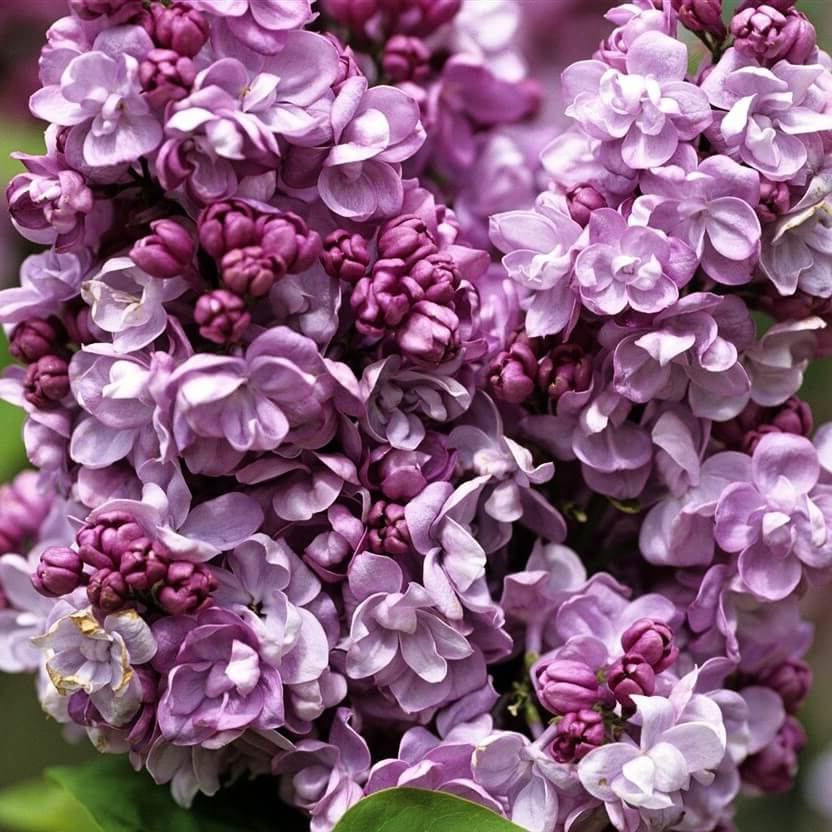 Фото Катерина Хавемейер в Омске Matilda Flowers