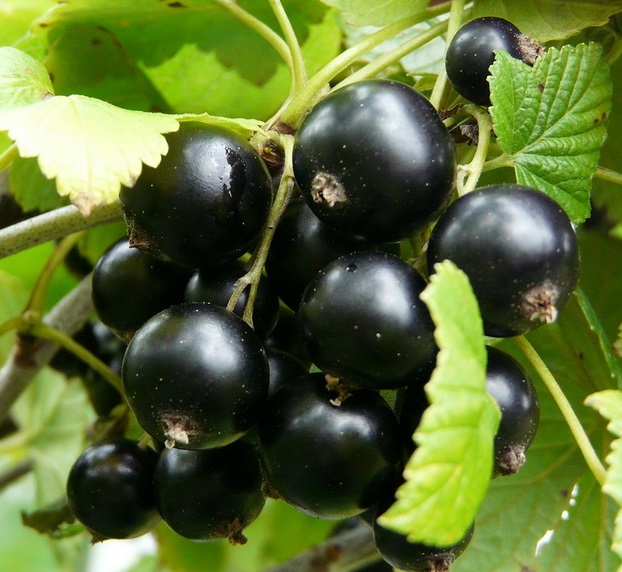 Фото Черная "памяти Потапенко" в Омске Matilda Flowers