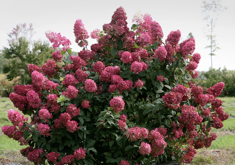 Фото Фаер Лайт (горшок 5л) в Омске Matilda Flowers