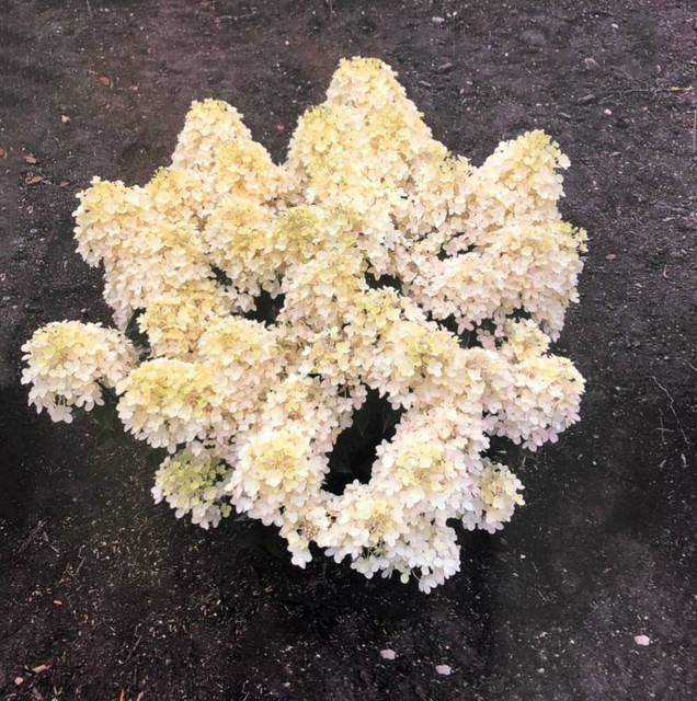 Фото Милк энд Хани в Омске Matilda Flowers