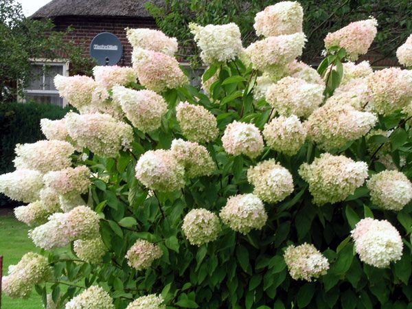 Фото Грандифлора в Омске Matilda Flowers