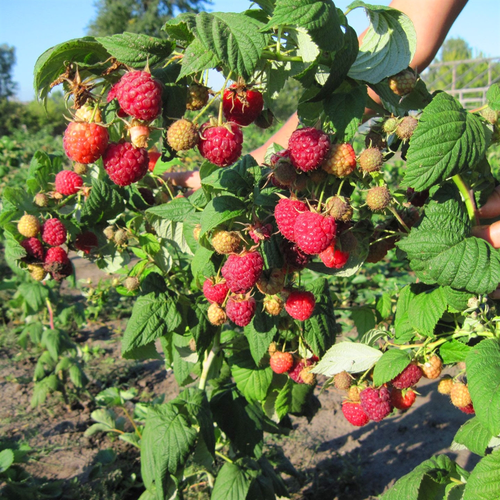 Фото Сказка в Омске Matilda Flowers