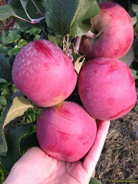 Фото Настенька в Омске Matilda Flowers