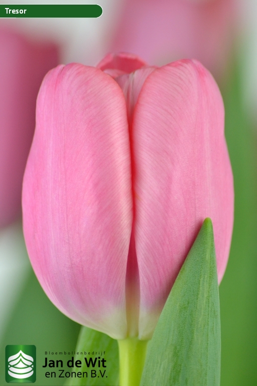 Фото Трезор в Омске Matilda Flowers