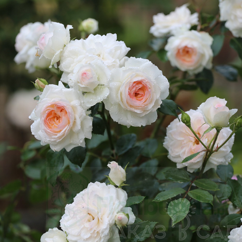 Фото Стефани Баронин цу Гуттенберг в Омске Matilda Flowers