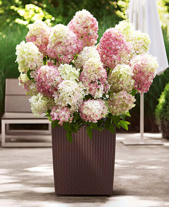 Фото Литл Блоссом (горшок мал. P9) в Омске Matilda Flowers