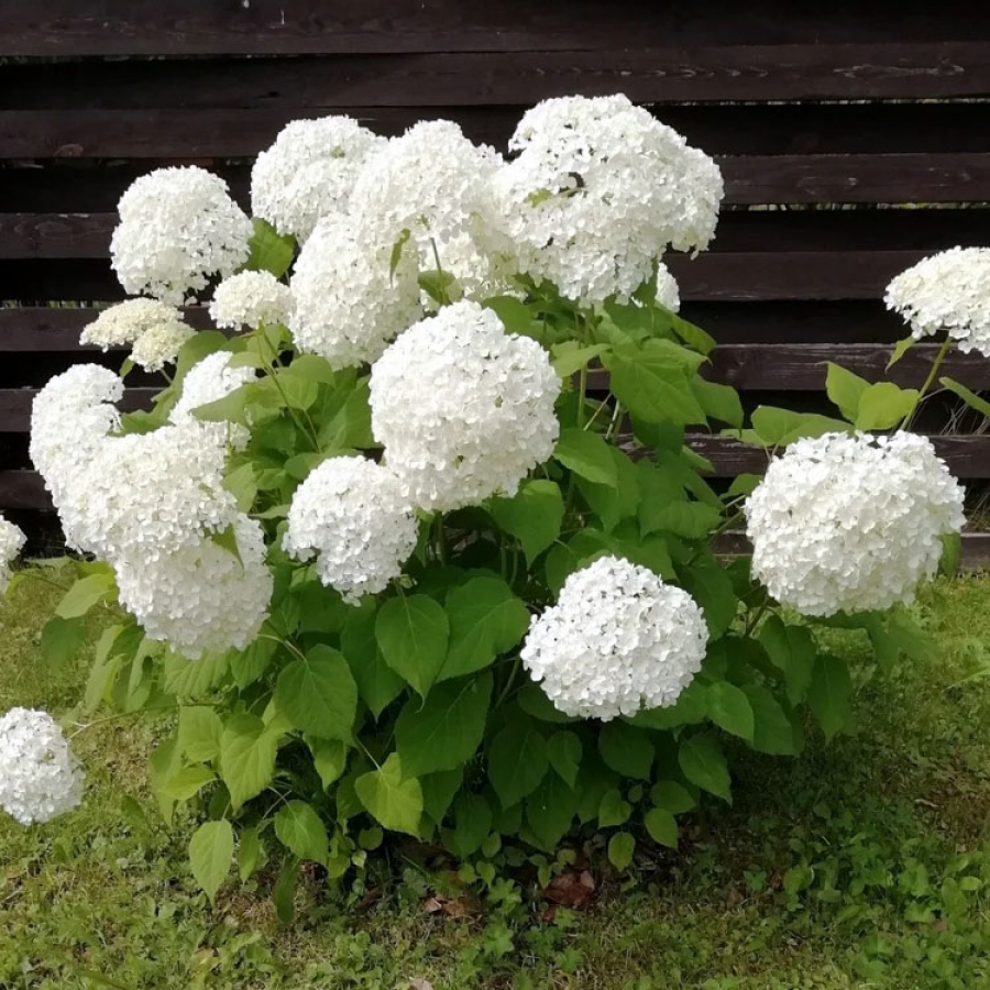 Фото Баунти (горшок 5л) в Омске Matilda Flowers