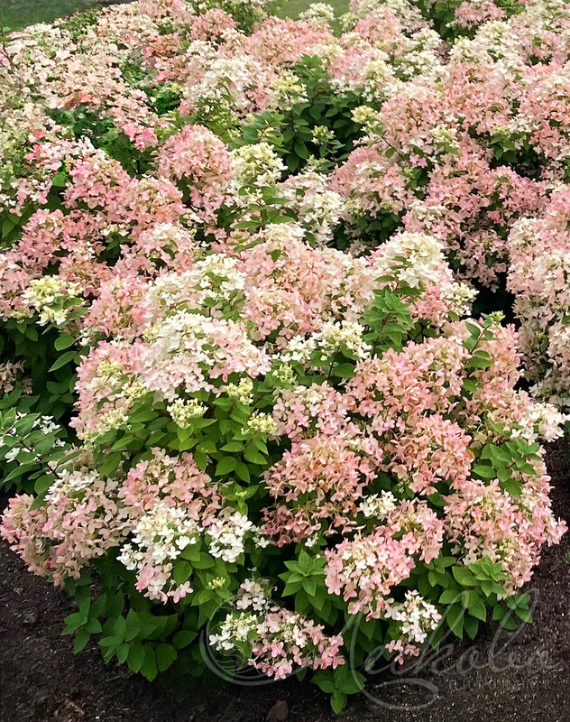 Фото Тач оф Пинк (горшок мал. P9) в Омске Matilda Flowers