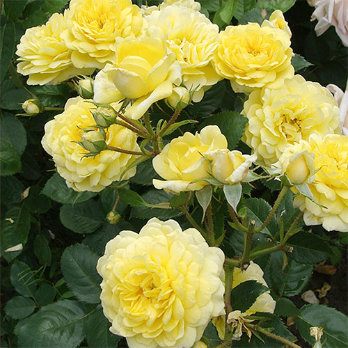 Фото Саженец парковой розы Анни Дюпрей в Омске Matilda Flowers