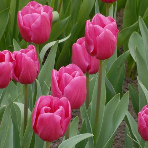 Фото Кинга  в Омске Matilda Flowers