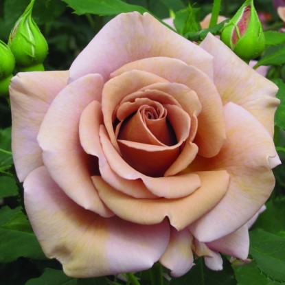 Фото флорибунда Коко Локо в Омске Matilda Flowers