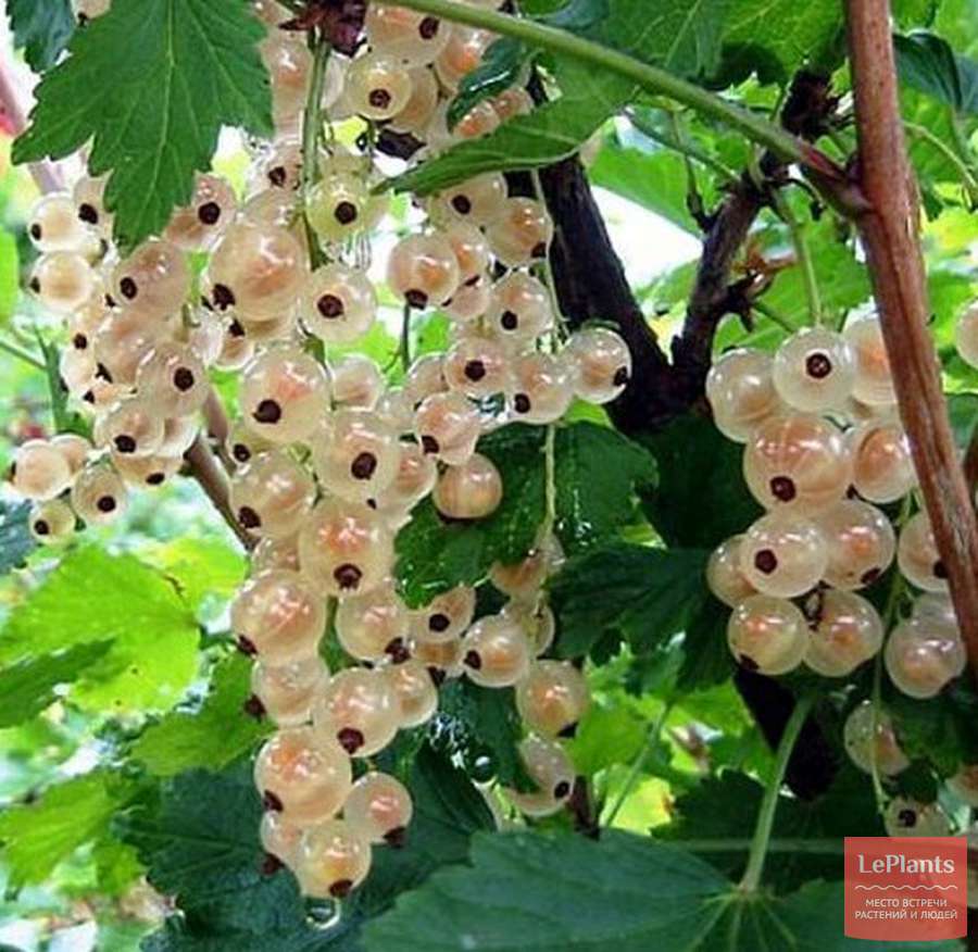 Фото Белая "Беляна" в Омске Matilda Flowers
