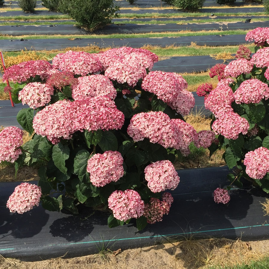 Фото Донкер роуз Аннабель в Омске Matilda Flowers