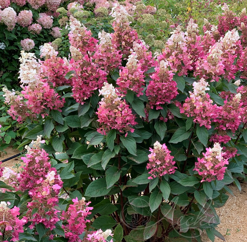 Фото Пинки Винки (горшок мал. P9) в Омске Matilda Flowers