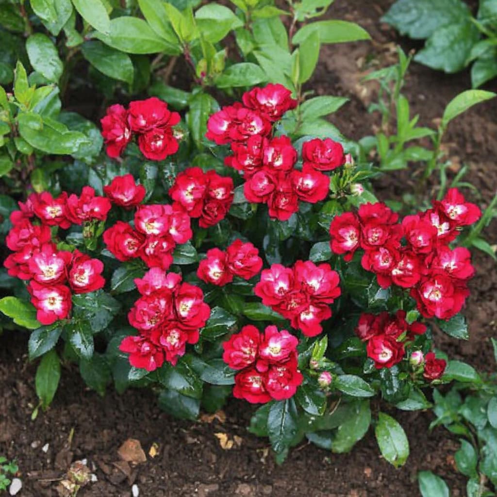 Фото Саженец почвопокровной розы Иониум в Омске Matilda Flowers