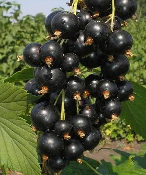 Фото Черная "Петербурженка" в Омске Matilda Flowers