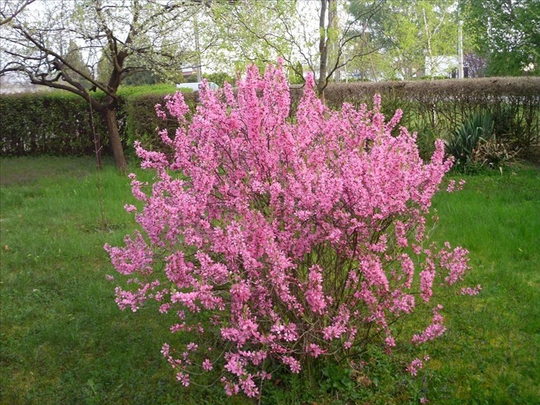 Фото Степной (бобовник) в Омске Matilda Flowers