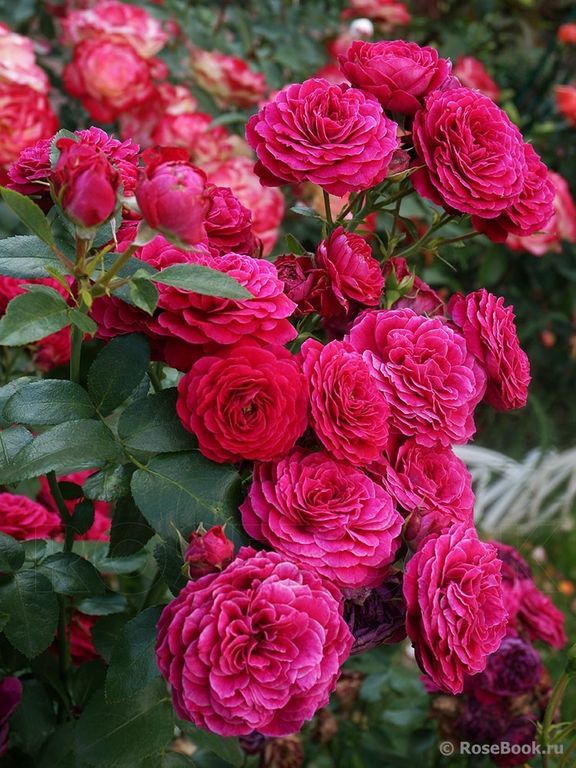 Фото флорибунда Домен дэ Сэн Жан дэ Борэгар в Омске Matilda Flowers