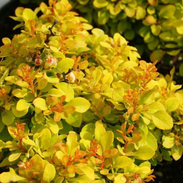 Фото тунберга "Голден Наггет" в Омске Matilda Flowers