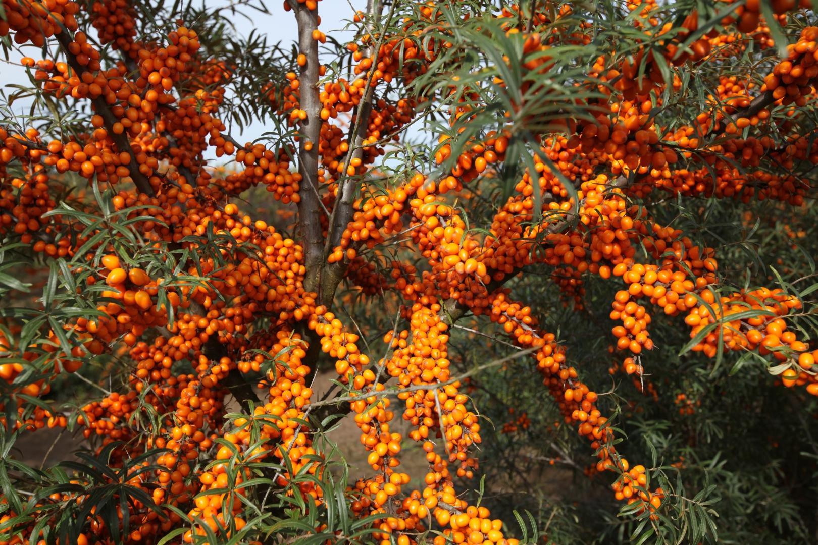 Фото Этна в Омске Matilda Flowers