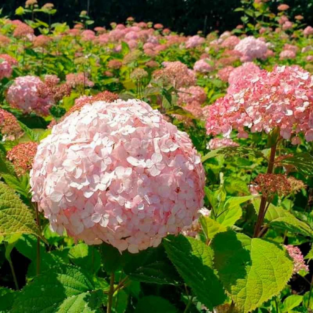 Фото Маршмеллоу Кандибель в Омске Matilda Flowers