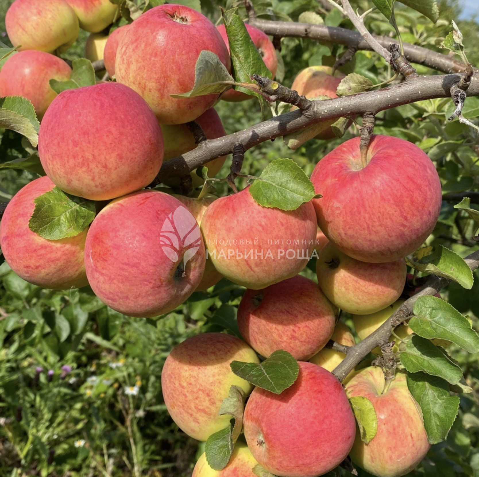 Фото Толунай в Омске Matilda Flowers
