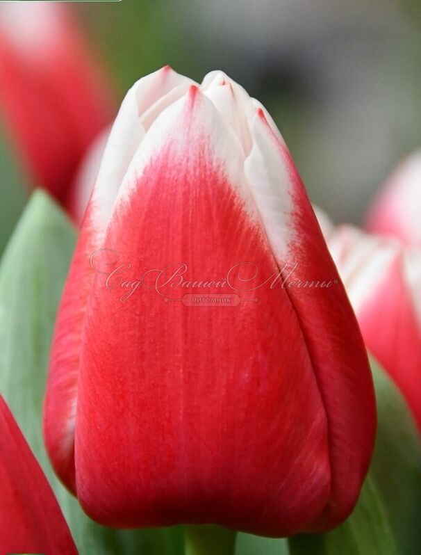 Фото Датч дизайн в Омске Matilda Flowers