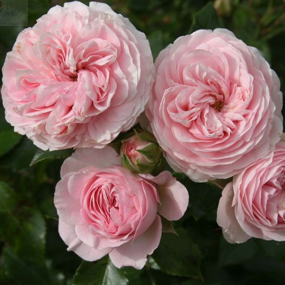 Фото Лариса в Омске Matilda Flowers