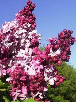 Фото Карл Х в Омске Matilda Flowers