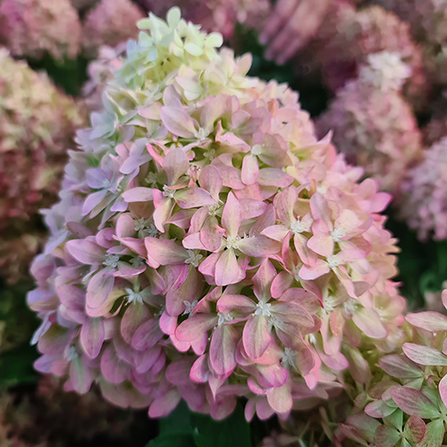 Фото Пиксио в Омске Matilda Flowers