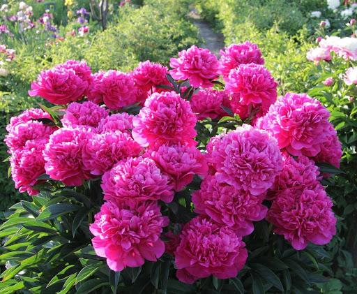 Фото Канзас в Омске Matilda Flowers