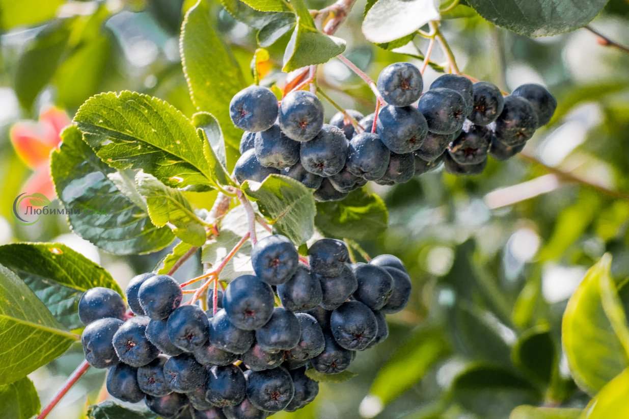 Фото Черная жемчужина в Омске Matilda Flowers