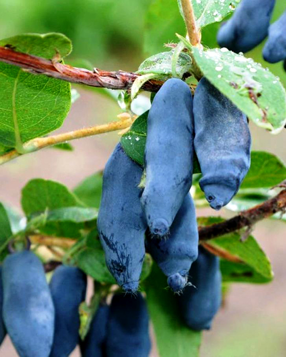 Фото Стрежевчанка в Омске Matilda Flowers