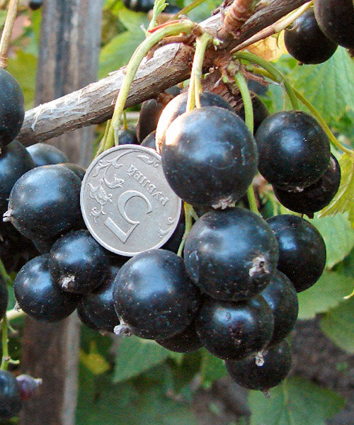 Фото Черная "Добрыня" в Омске Matilda Flowers