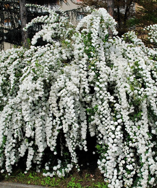Фото Сноумаунд (С3) в Омске Matilda Flowers
