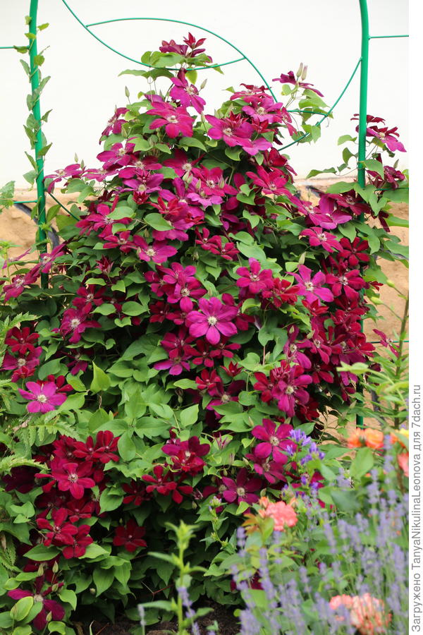 Фото Эрнест Маркхем в Омске Matilda Flowers