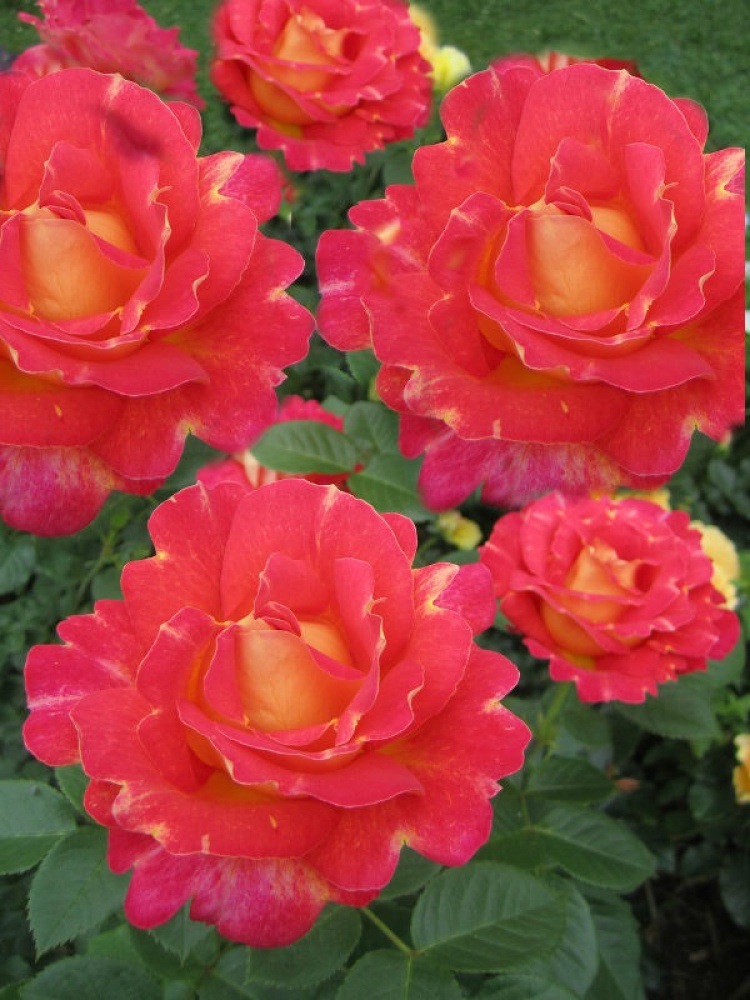 Фото Саженец парковой розы Декор Арлекин в Омске Matilda Flowers