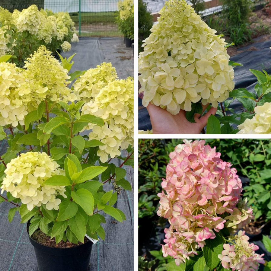 Фото Геркулес в Омске Matilda Flowers