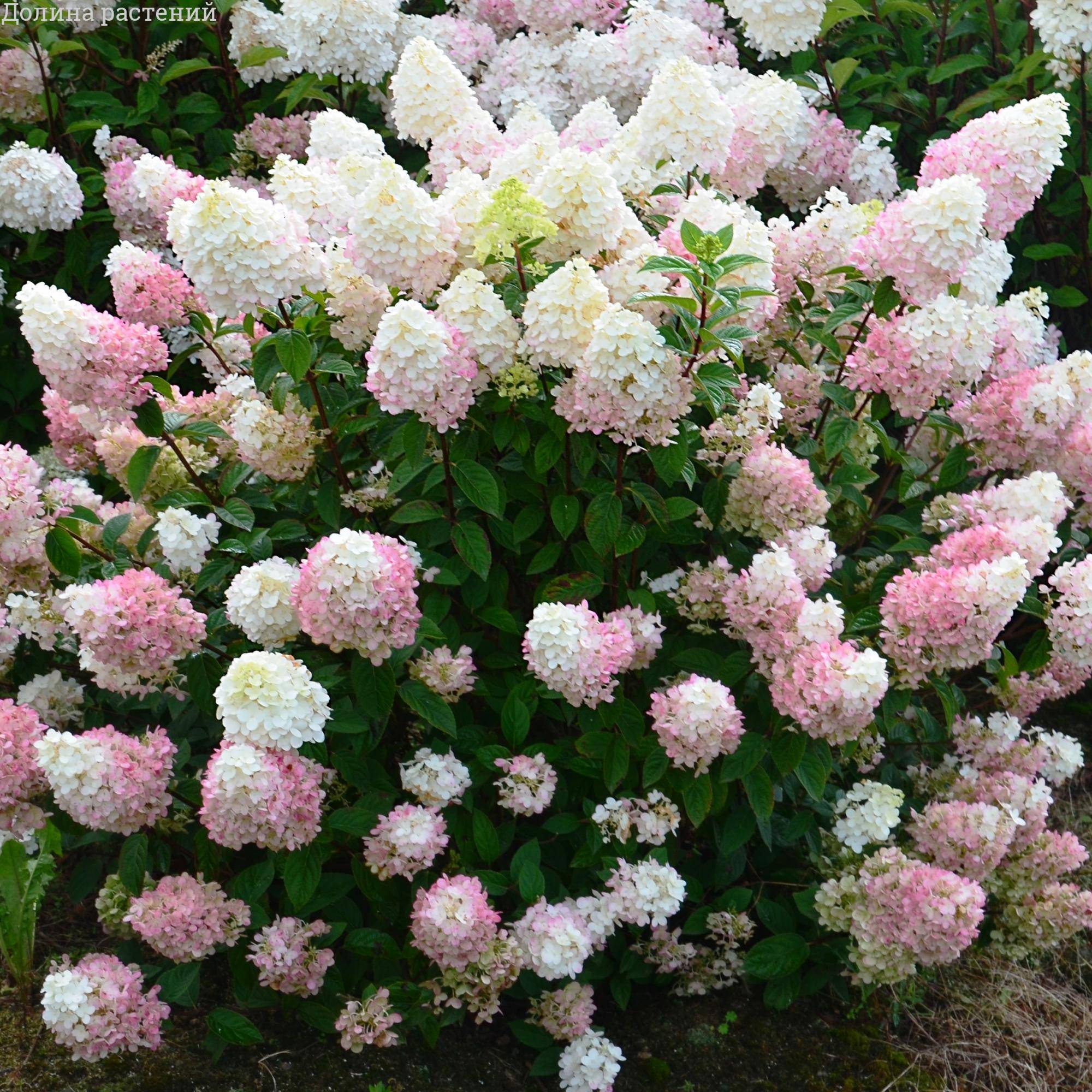 Фото Сандей Фрайз (горшок 5л) в Омске Matilda Flowers