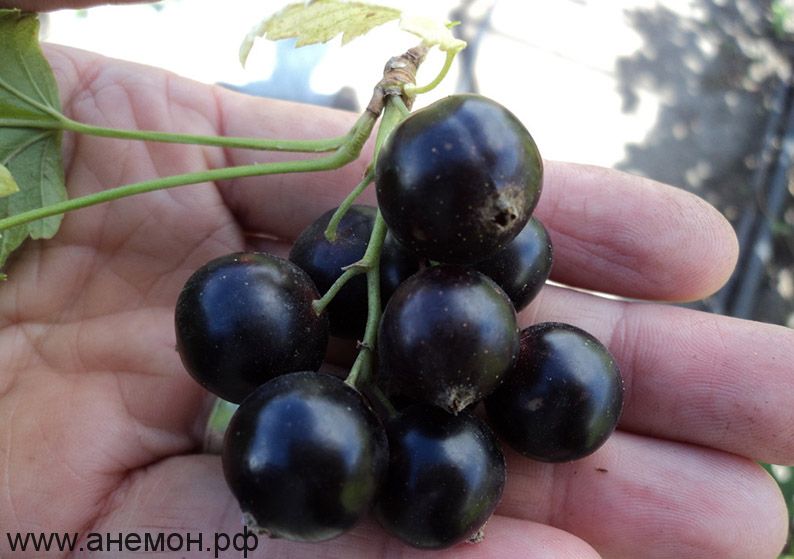 Фото Черная "Пигмей" в Омске Matilda Flowers