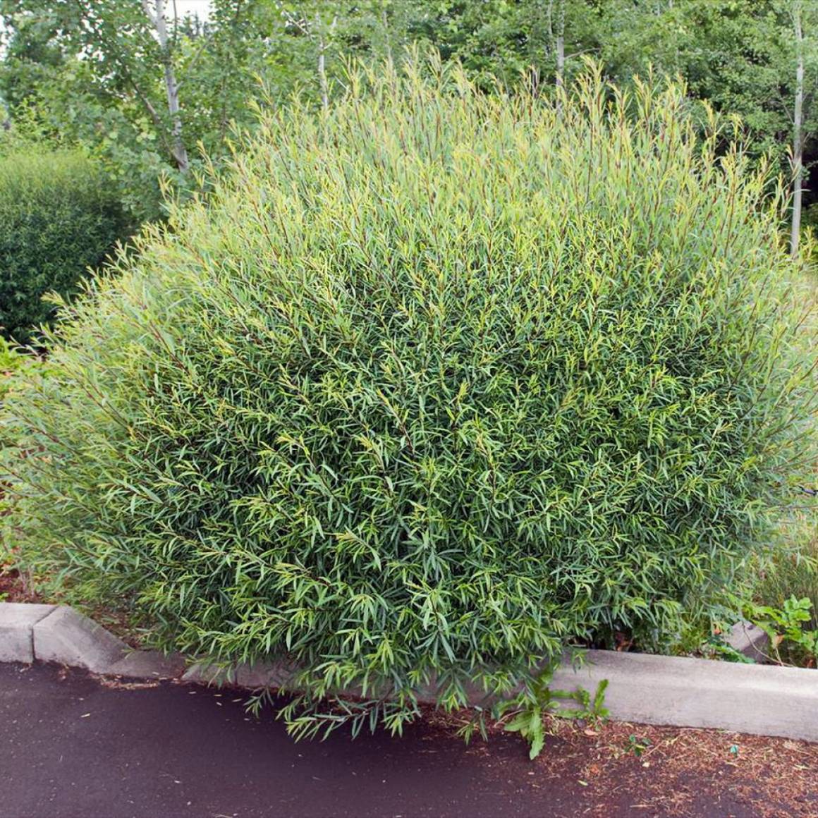 Фото НаНа в Омске Matilda Flowers