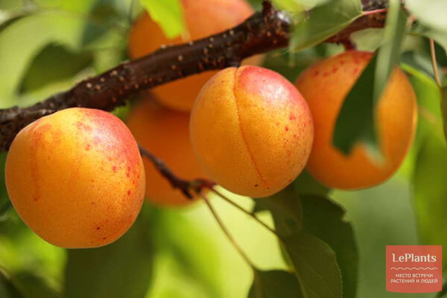 Фото Сибиряк Байкалова в Омске Matilda Flowers