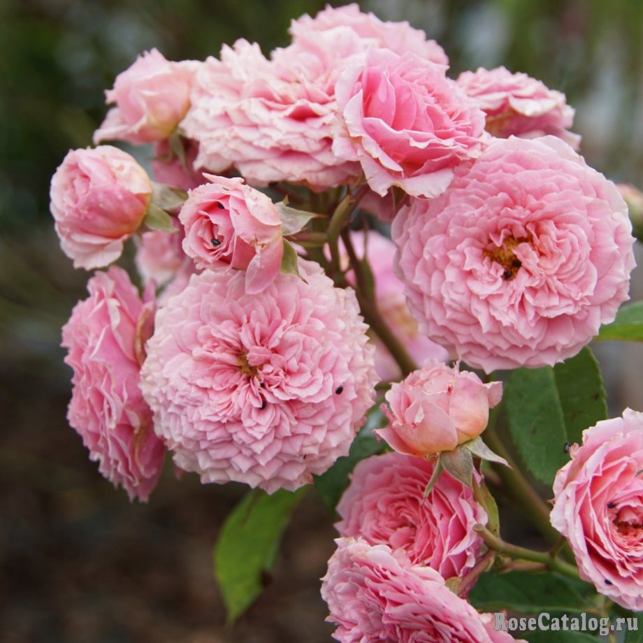 Фото Уильям Кристи в Омске Matilda Flowers