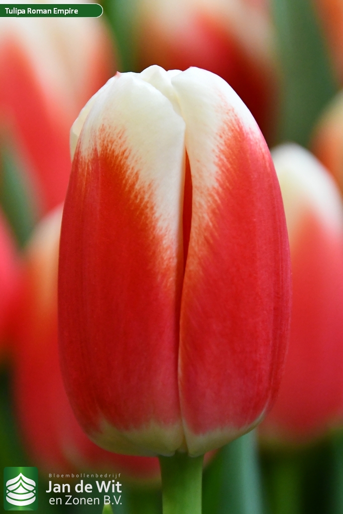 Фото Роман Эмпаер в Омске Matilda Flowers